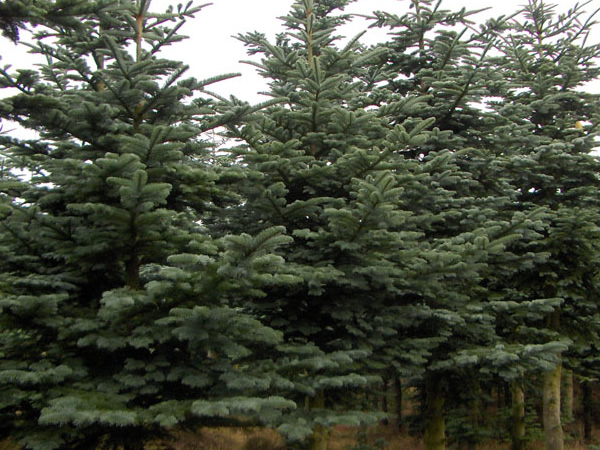 Hoogkwaliteit kerstbomen
